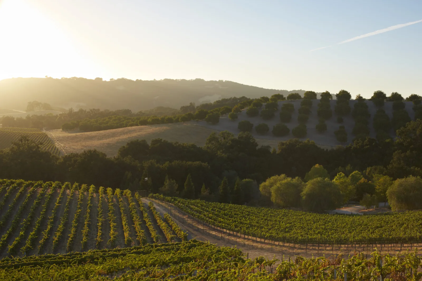 Paso Robles wine country vineyards and oak-covered hills at golden hour in Paso Robles, California